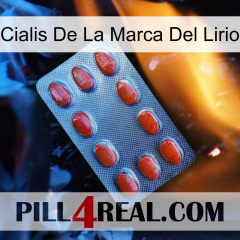 Lily Brand Cialis 06